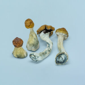 Shrooms